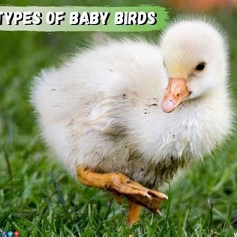 what-types-of-baby-birds-are-there-diy-seattle