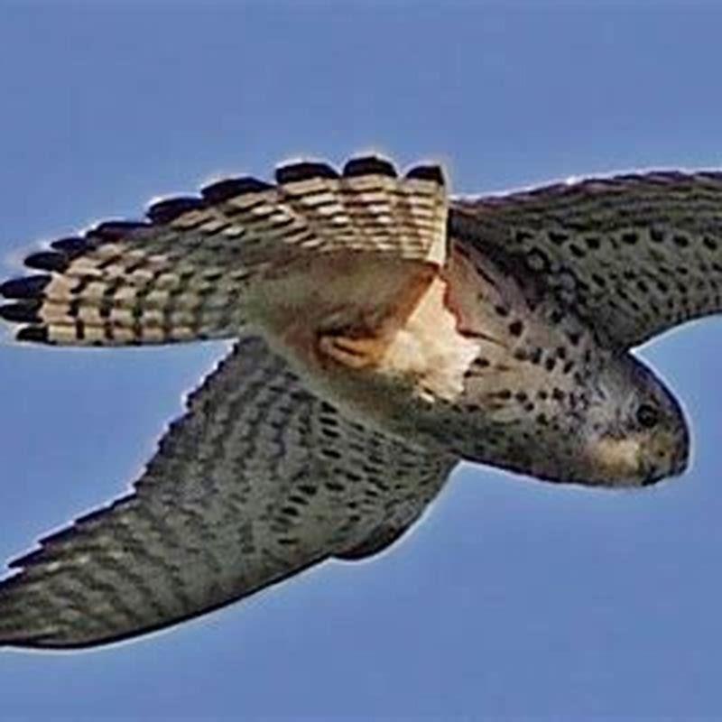 What types of birds can hover?