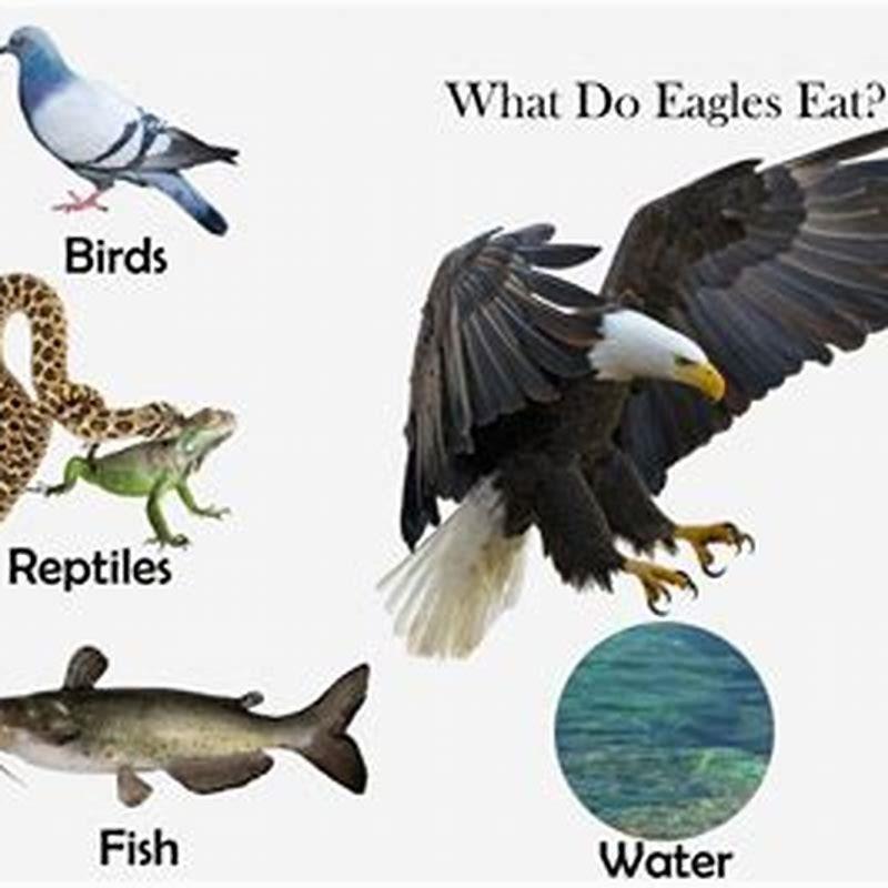 What types of birds do humans eat? - DIY Seattle