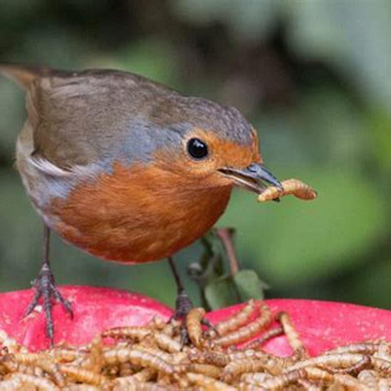 what-types-of-birds-eat-rats-diy-seattle