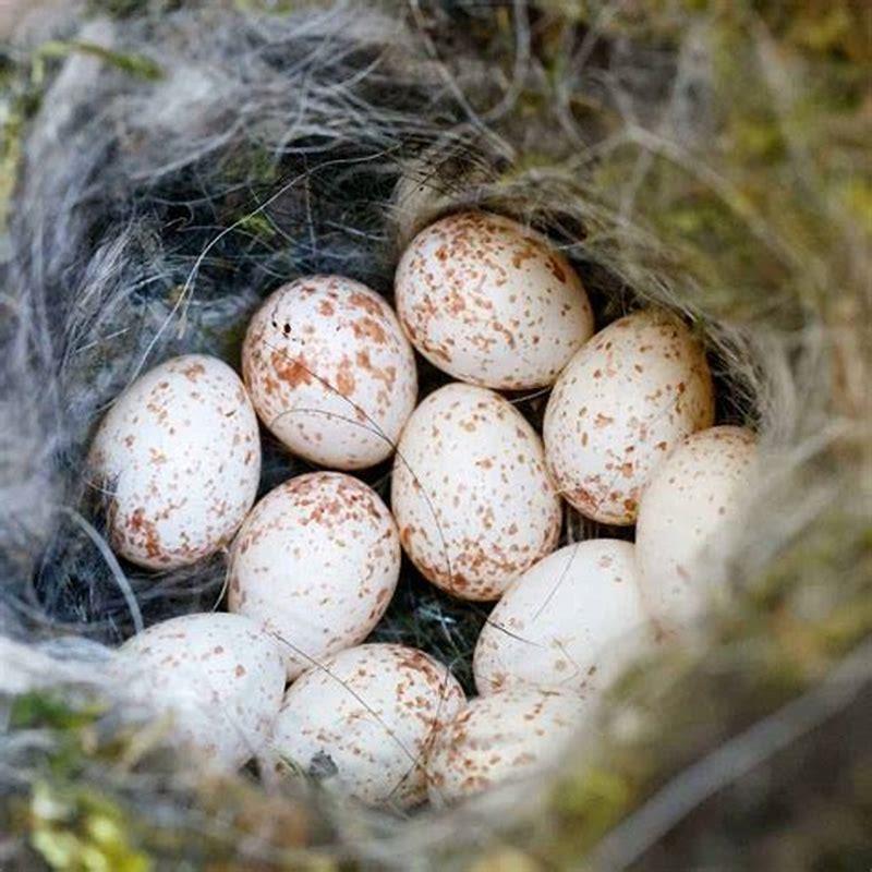 What UK birds eggs are blue?