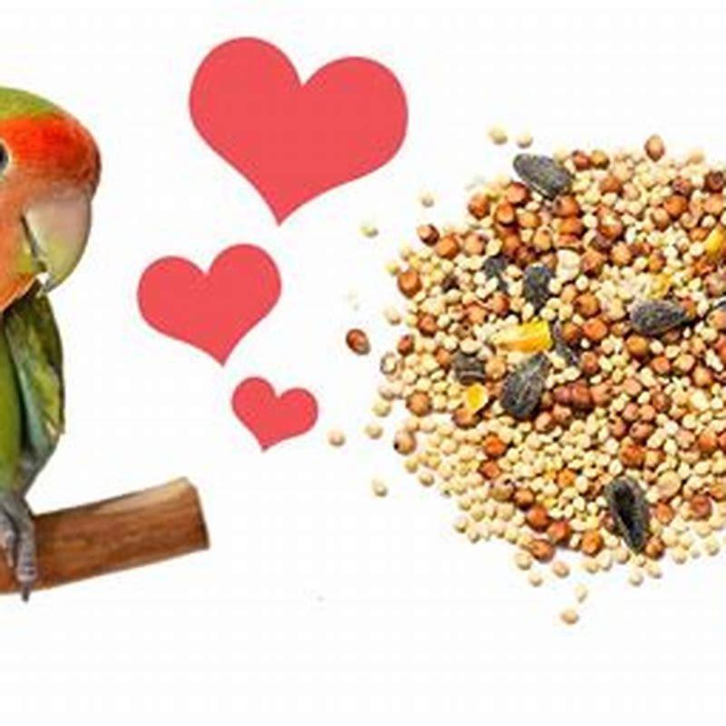 What Will Lovebirds Eat DIY Seattle