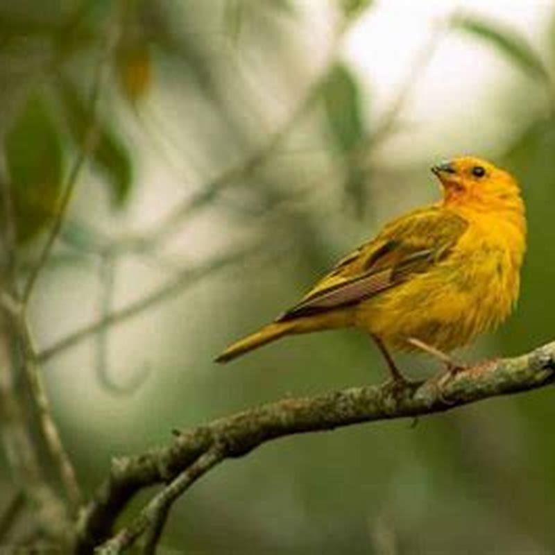 What will make birds stay away?