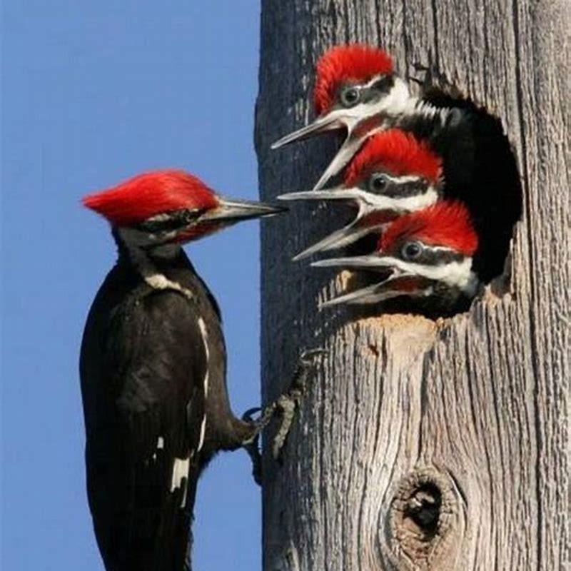 What woodpeckers feed birds?