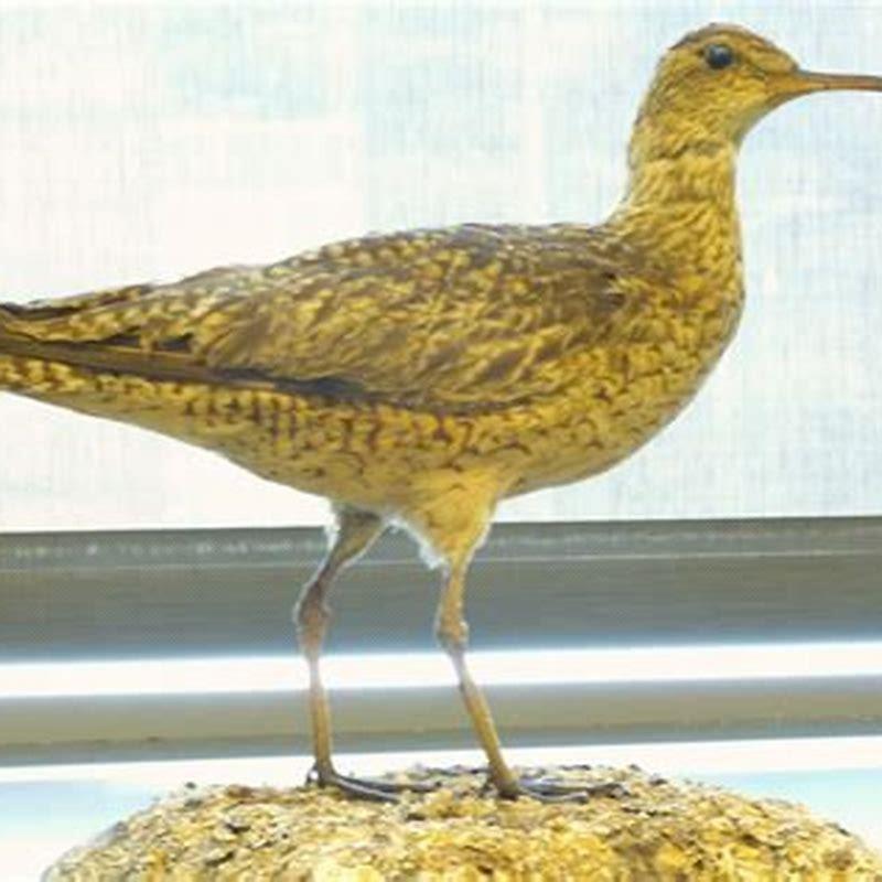 When did Bachman’s warbler go extinct?