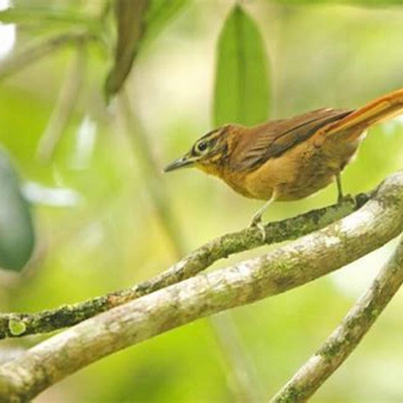 When did the Bachman’s warbler go extinct?