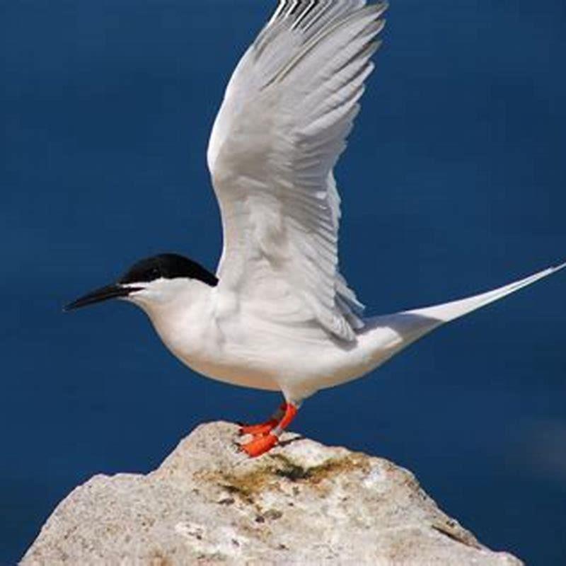 When did the roseate tern become endangered? - DIY Seattle