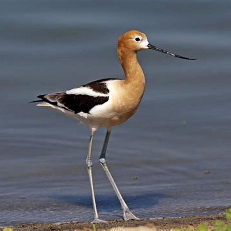 Where are avocet birds found?