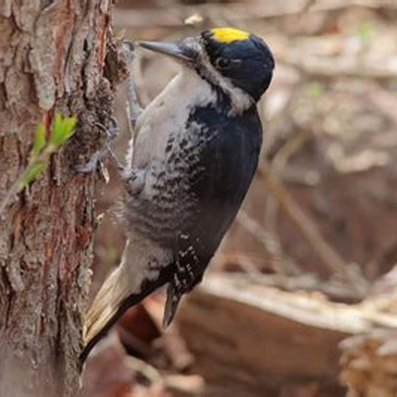 Where are black-backed woodpeckers found?