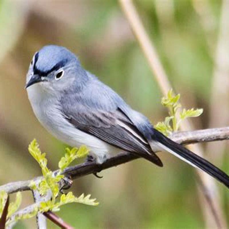 Where are blue-gray gnatcatchers found?