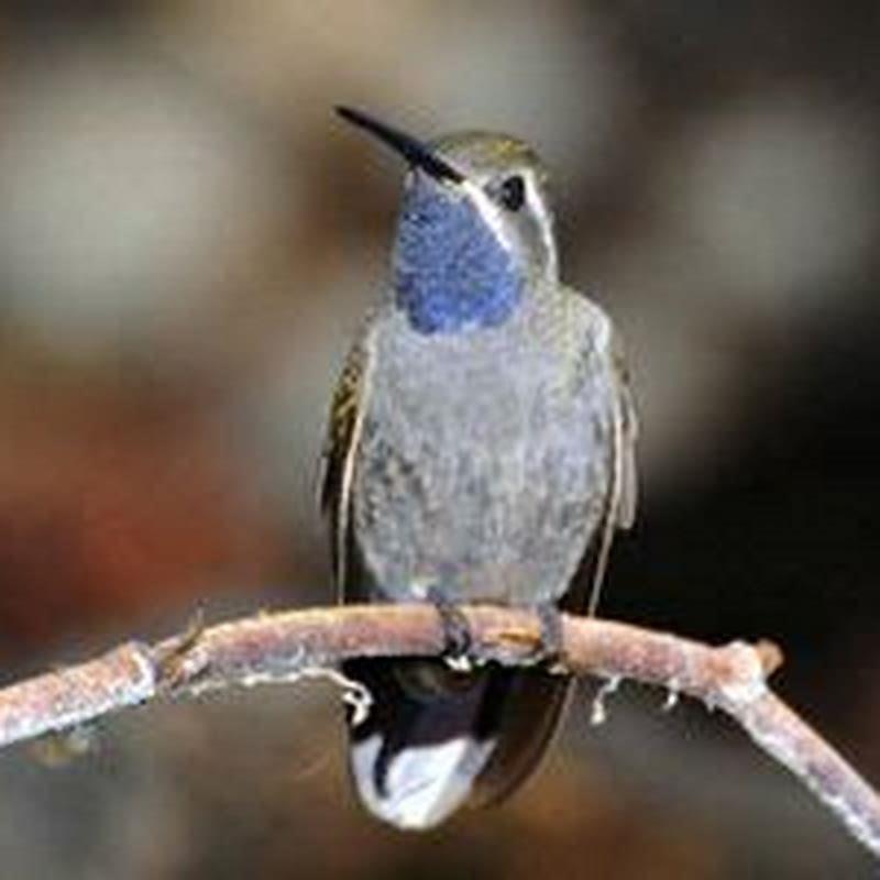 Where are blue-throated hummingbird found?