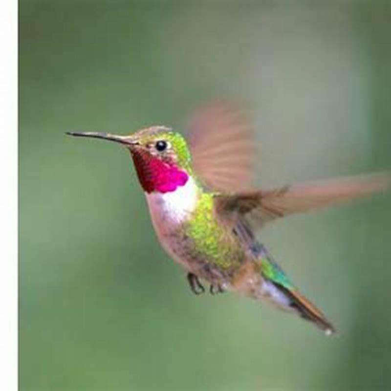 Where are broad-tailed hummingbirds found? - DIY Seattle