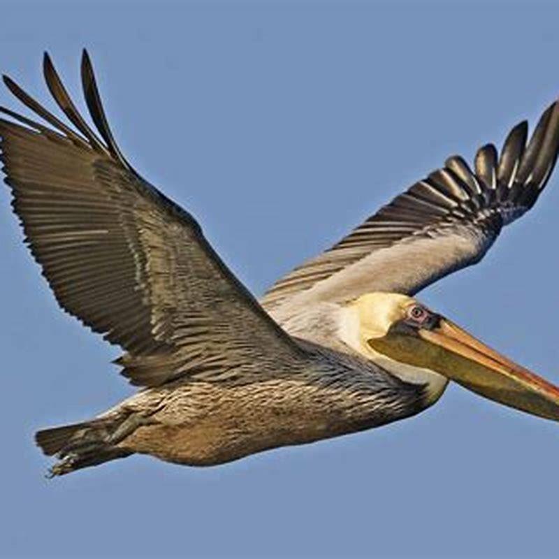 Where are brown pelicans found?