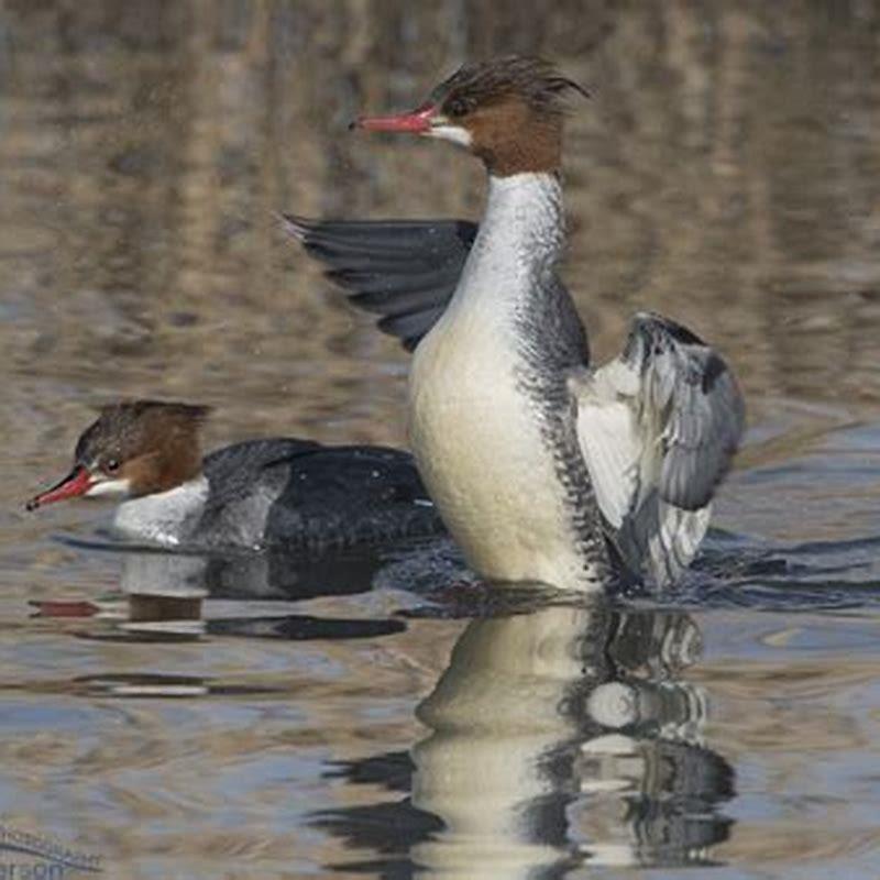 Where are common mergansers found?