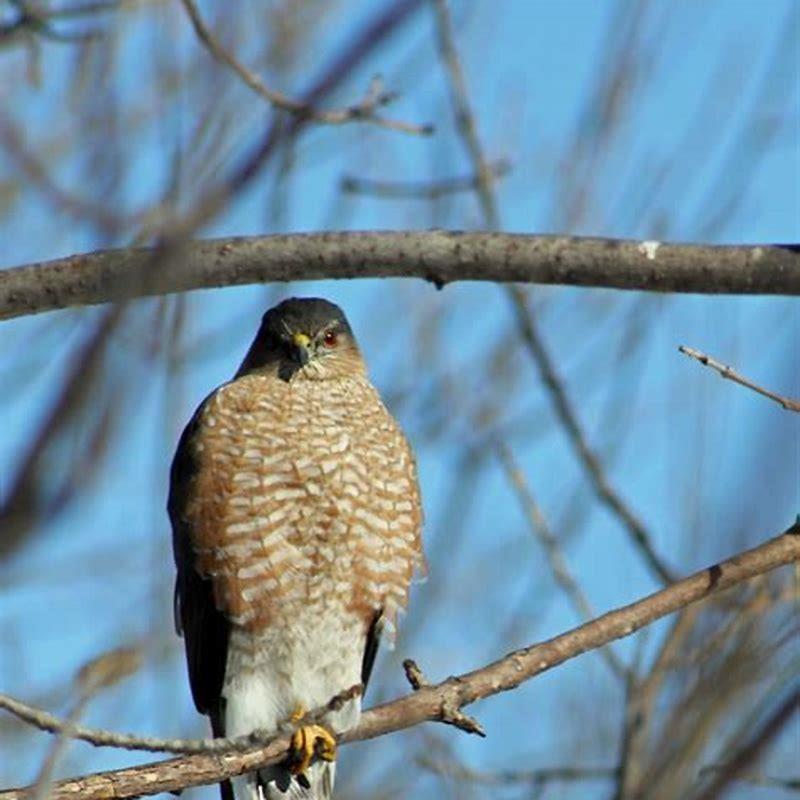 Where are Cooper's hawks found? - DIY Seattle