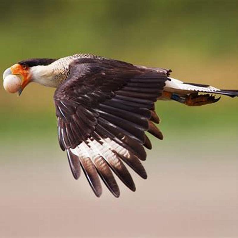 Where are Crested Caracara from? - DIY Seattle