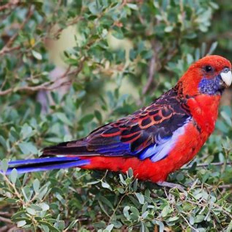Where are Crimson Rosella found?