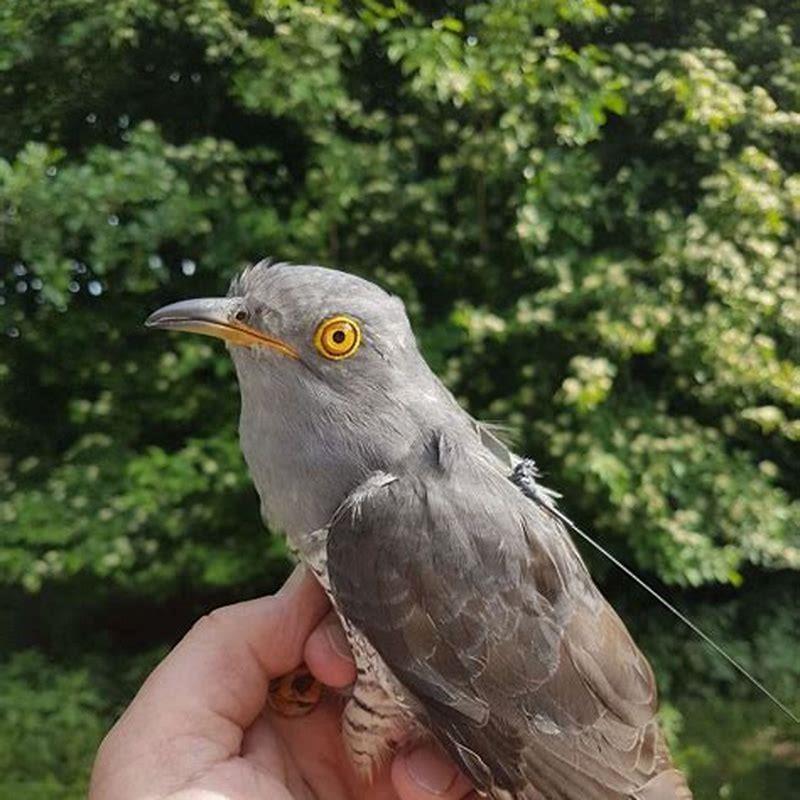 Where are cuckoos found in UK?