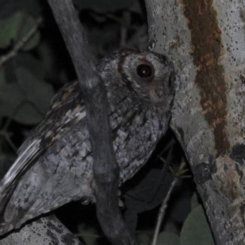 Where are Flammulated owls found?
