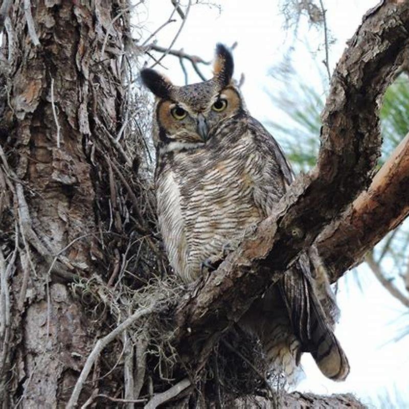 Where are great horned owls found?