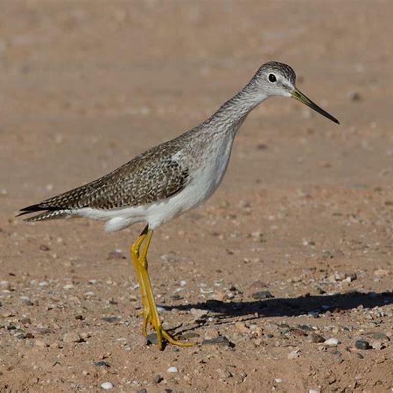 Where are Greater Yellowlegs found?