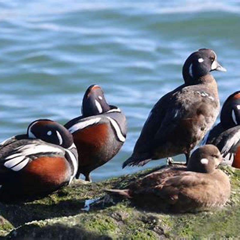 Where are harlequin ducks found?