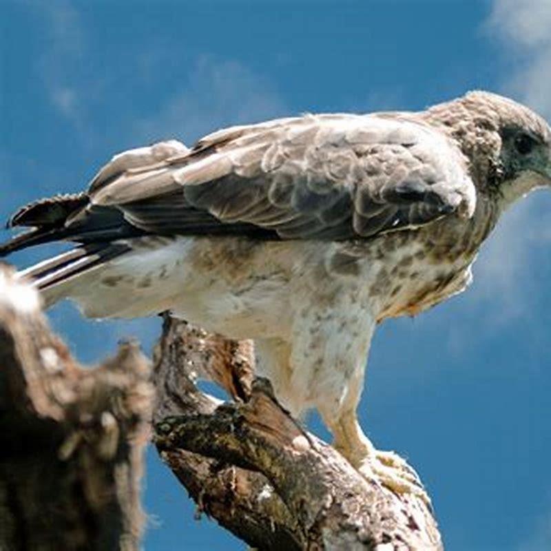 Where are hawk birds found?