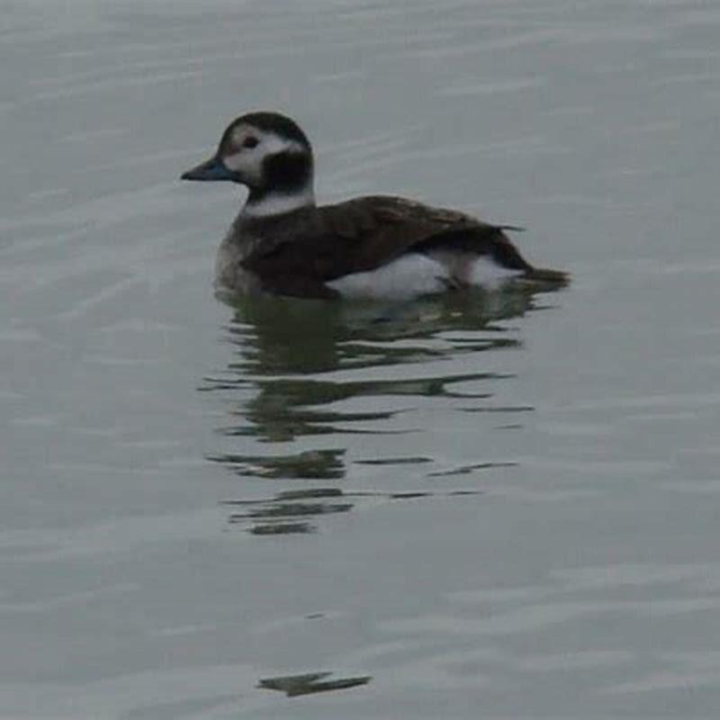 Where are long-tailed ducks found?