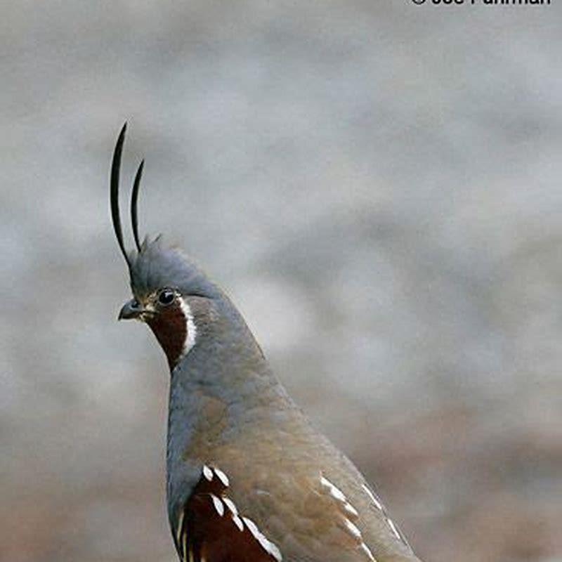 Where are mountain quail found? - DIY Seattle