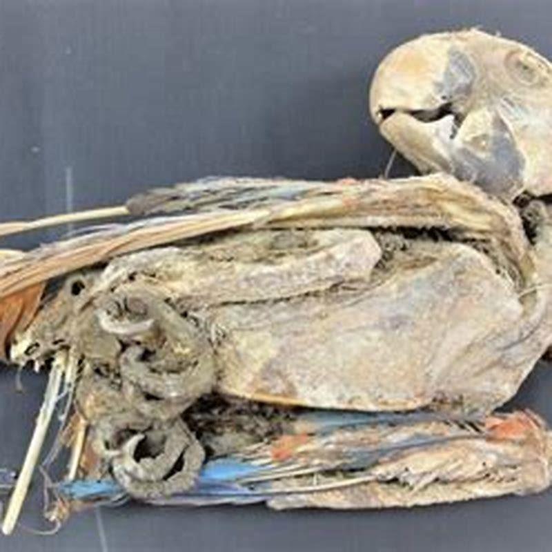 Where are parrots from originally?
