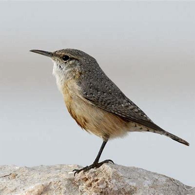 Where are rock wren found?