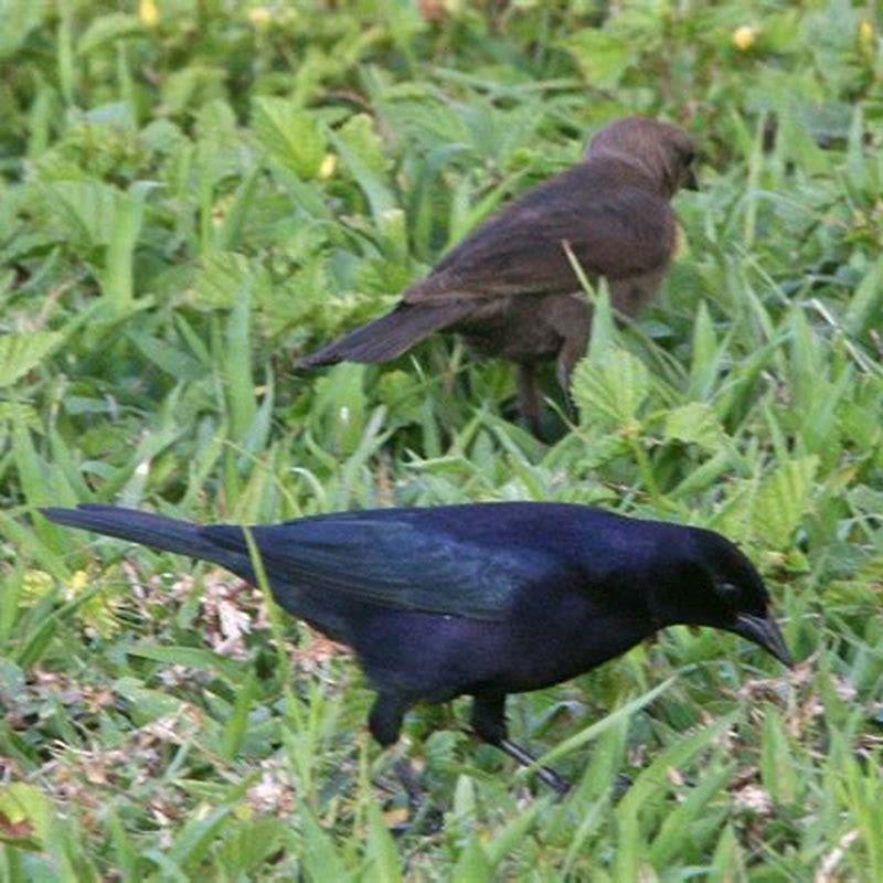 Where are shiny cowbirds found?