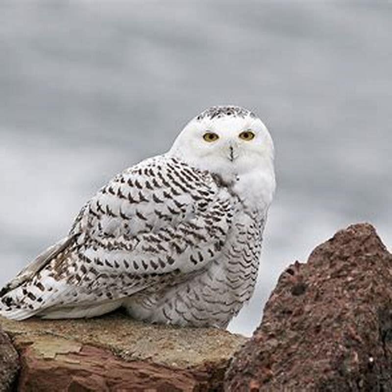 Where are snow owls found? - DIY Seattle