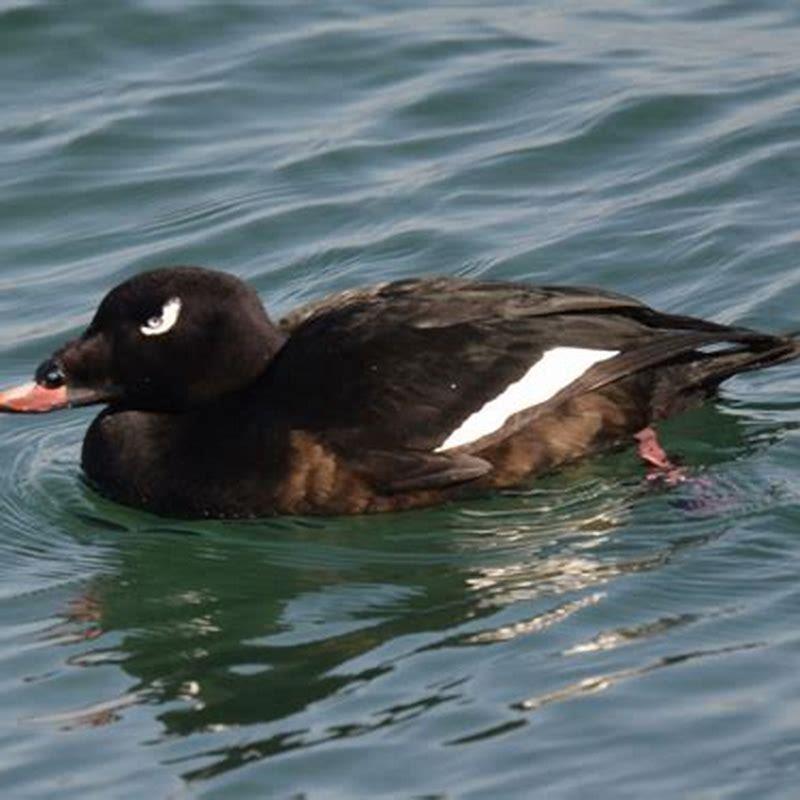 Where are surf scoters found?