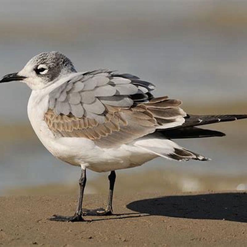 Where are the Franklin gulls?