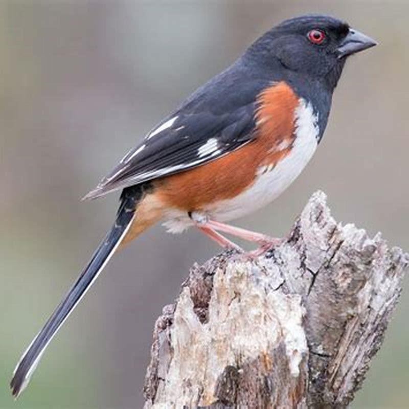 where-are-towhees-found-diy-seattle