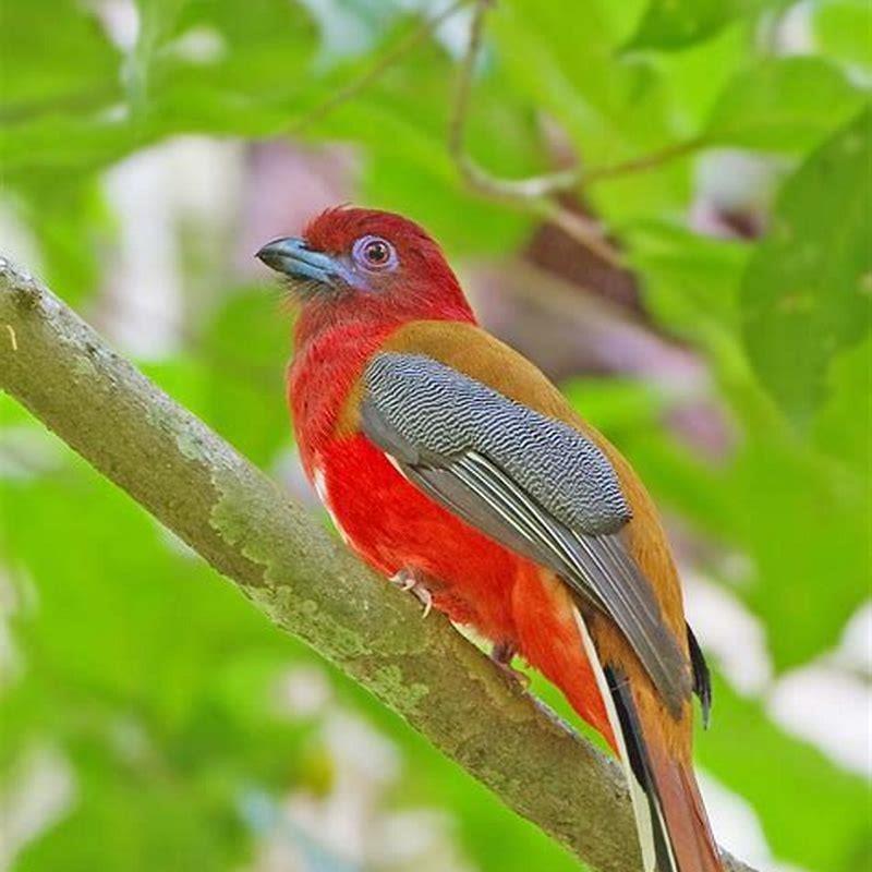 Where are trogon birds found?
