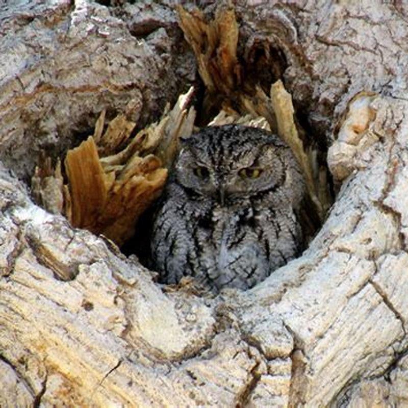 Where are Western Screech-Owls found?