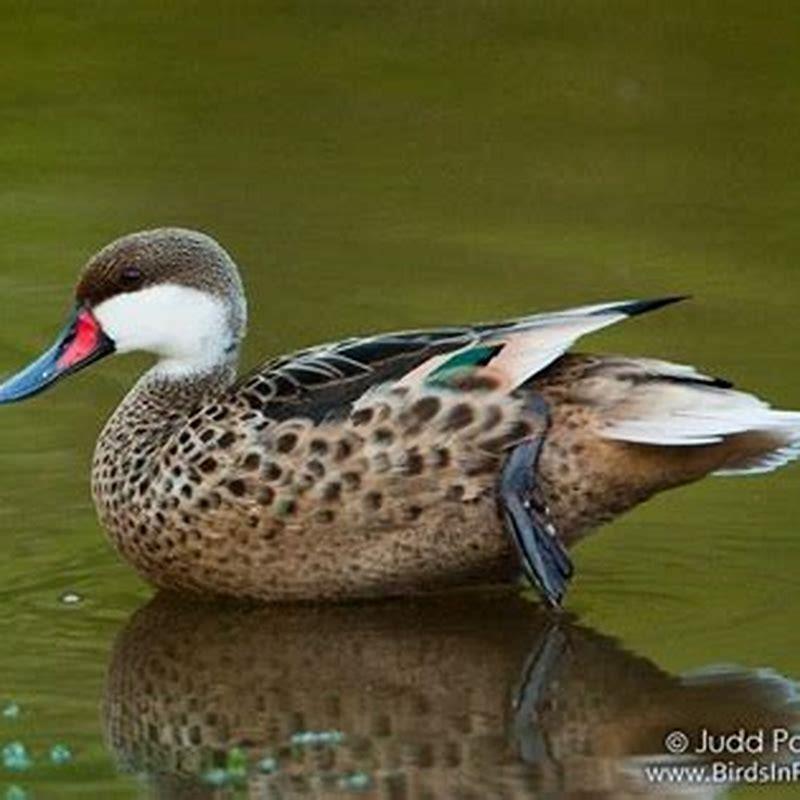 Where are white-cheeked pintails found?
