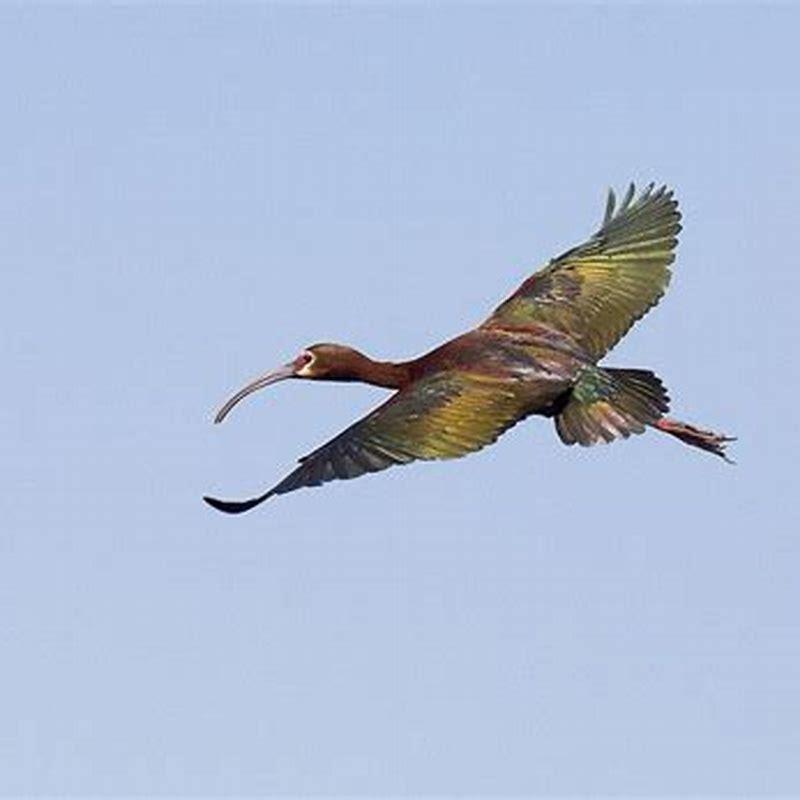 Where are white-faced ibis found?