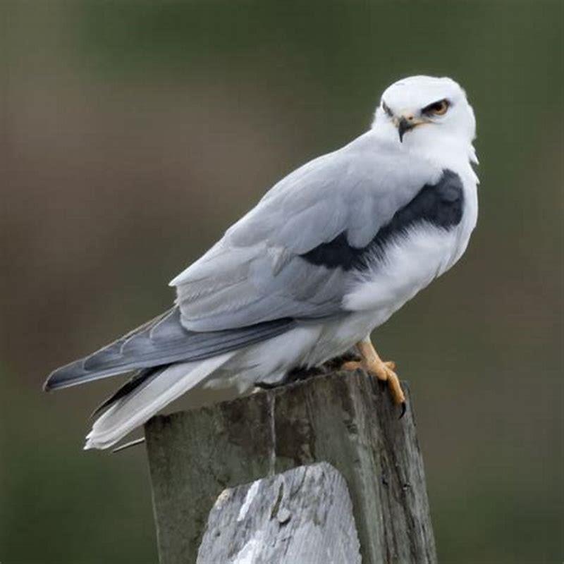 Where are white-tailed kites found?