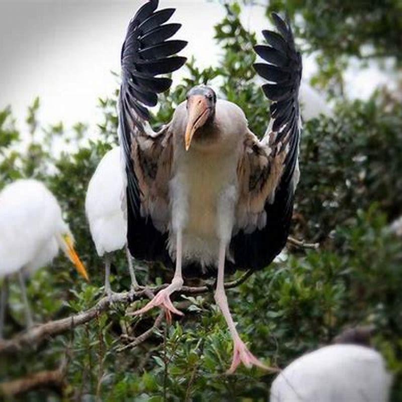 Where are wood storks found?