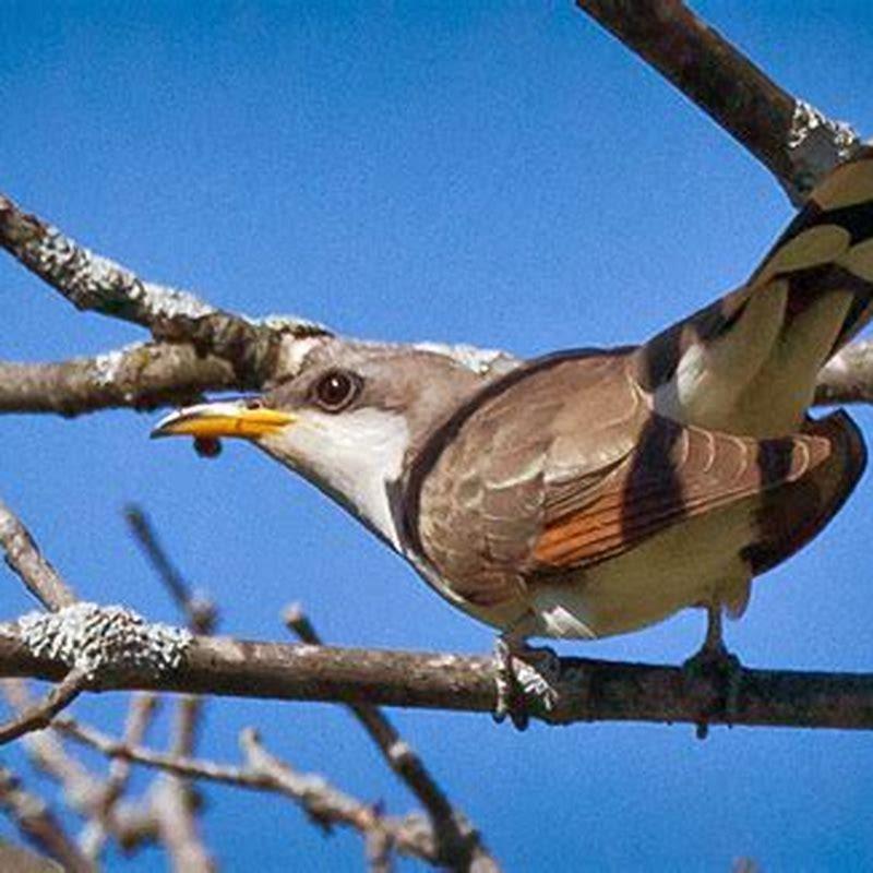 Where are yellow-billed cuckoos found?
