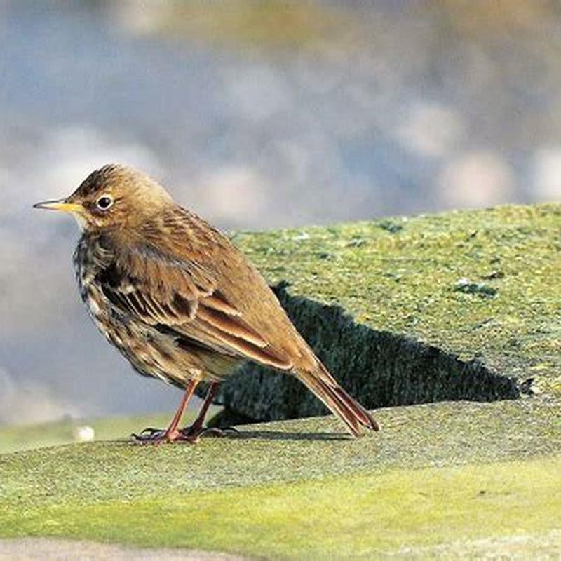 Where can I find a pipit?