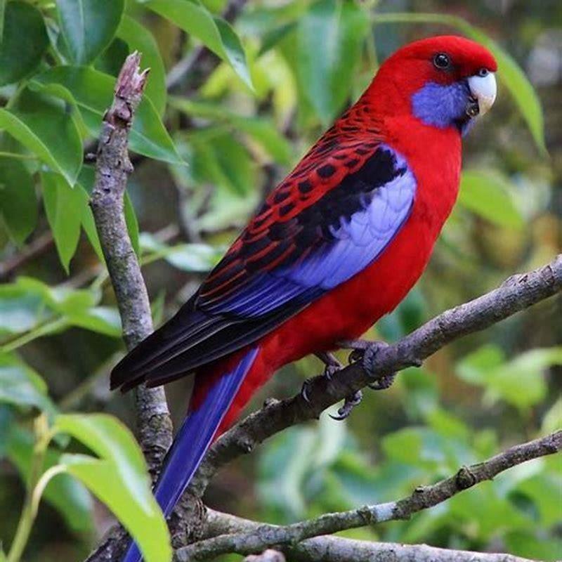 Where can I find Crimson Rosella?