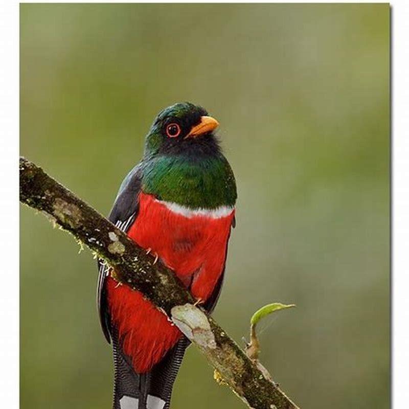 Where can I see a trogon?