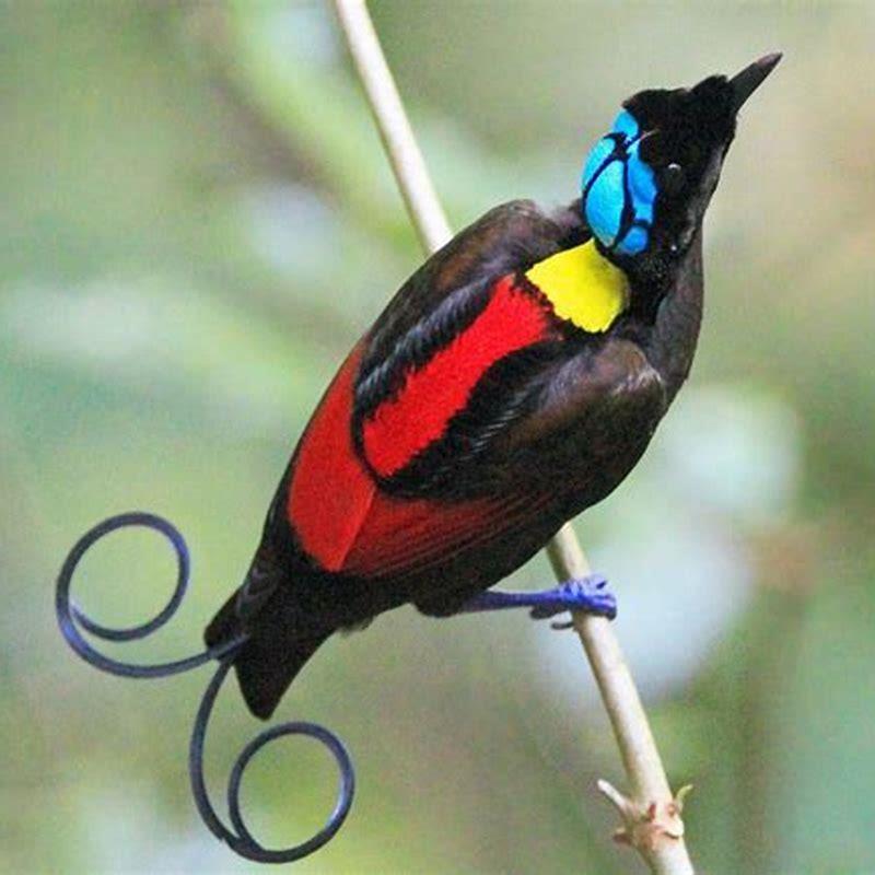 Where can I see birds of paradise?