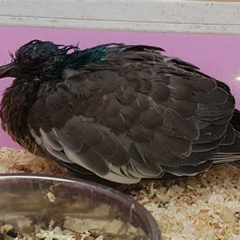 Where can I take a poorly bird?