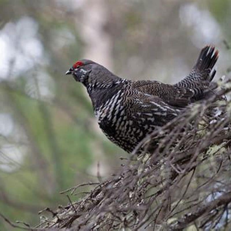 Where can the Blue Grouse be found?