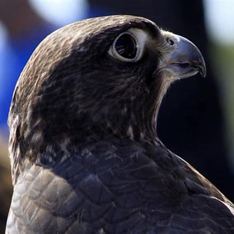 Where can we watch Birds of Prey?